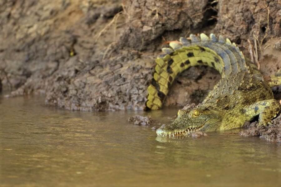 Private YS Falls, Black River Safari & Floyd's Pelican Bar Tour